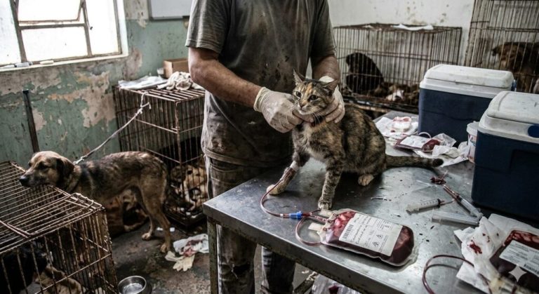 SANGUE ESTÁ SENDO COLETADO DE QUALQUER ANIMAL, SEM RASTREIO E COM RISCO DE CONTAMINAÇÃO EM MASSA E MORTE